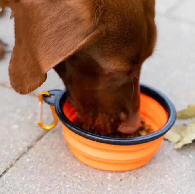 Portable Feeding Bowl